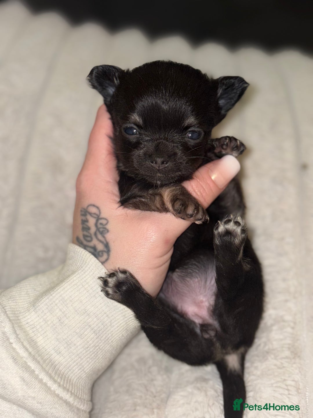 Chihuahua dogs for sale: Chihuahua Puppies - Advert 7