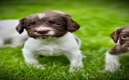 English Springer Spaniel dogs for sale: KC registered, English Springer Spaniel puppies  - Image 4
