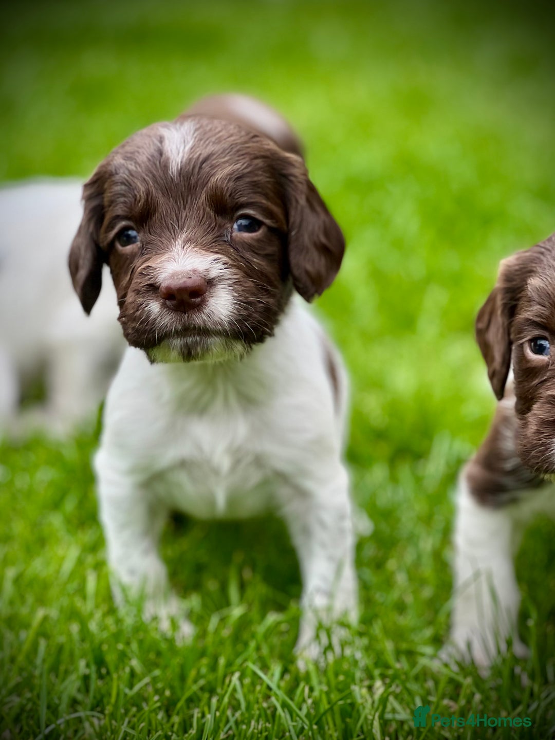 English Springer Spaniel dogs for sale: KC registered, English Springer Spaniel puppies  - Image 4