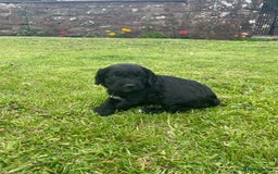 Cockapoo dogs for sale: Miniature Cockapoos  - Image 17