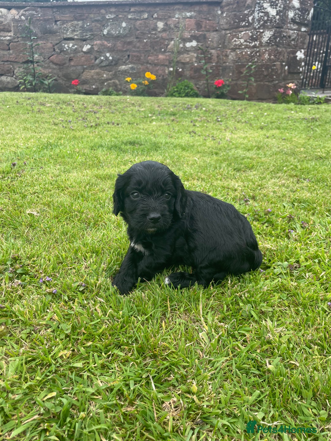 Cockapoo dogs for sale: Miniature Cockapoos  - Image 17
