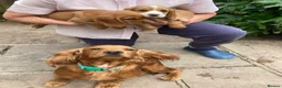 Cocker Spaniel dogs for sale: Exceptional Cocker Spaniel Puppies  - Advert 4