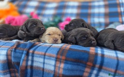 Cockerdor dogs for sale: F1 cockerdor puppies , cocker x labrador  - Image 17