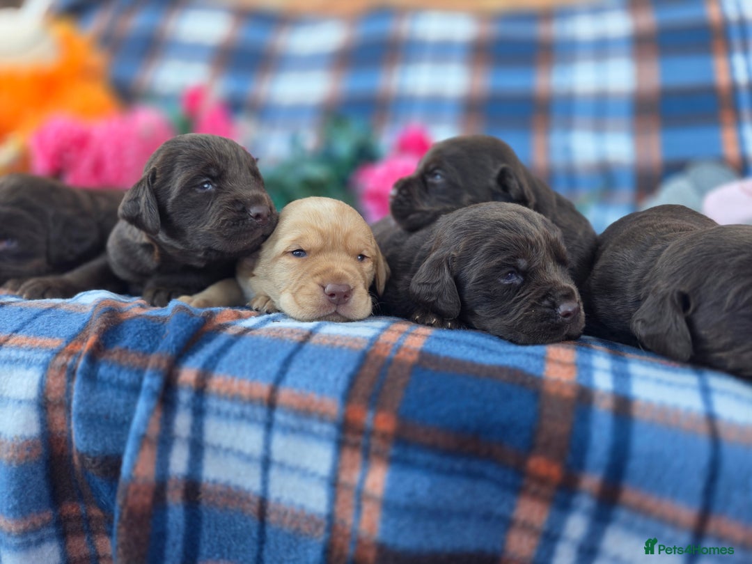 Cockerdor dogs for sale: F1 cockerdor puppies , cocker x labrador  - Image 17