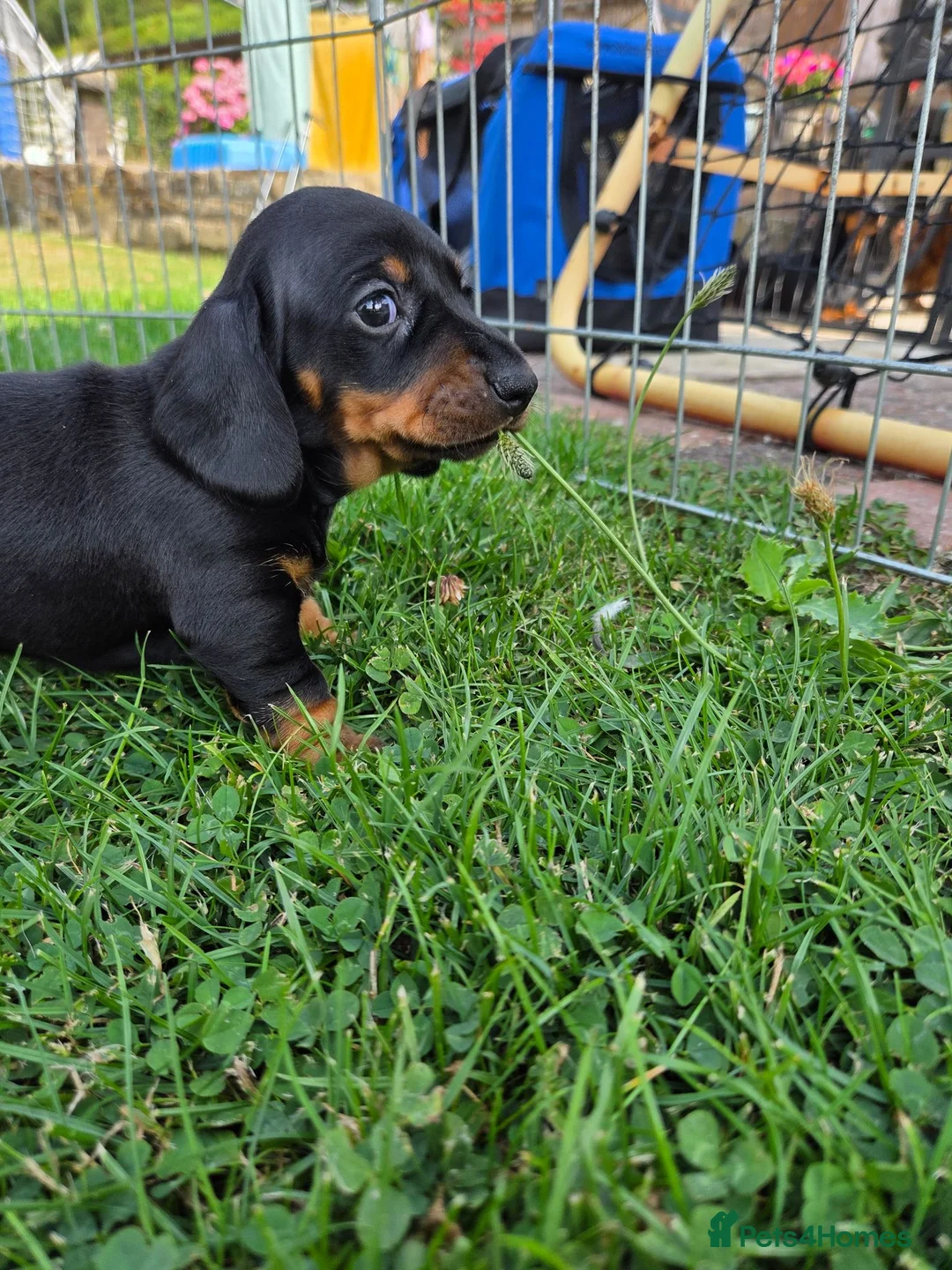 Miniature Dachshund dogs for sale: Kc reg, health tested,miniature dachshund puppies  - Advert 19