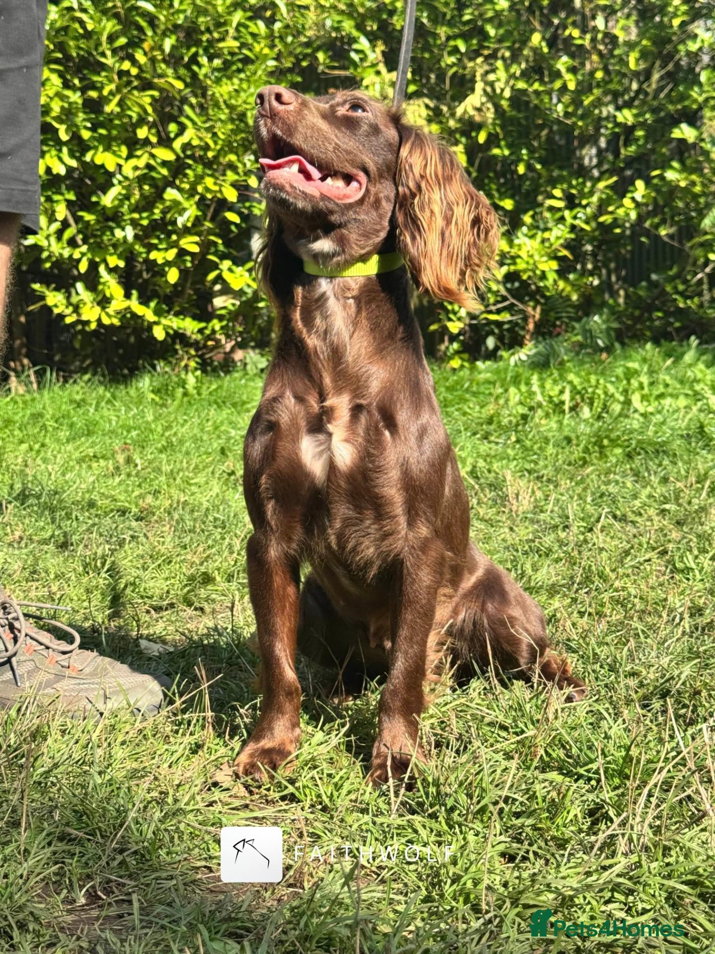 Cocker Spaniel dogs Tina - Fully Trained Pet Cocker Spaniel  - Advert 2