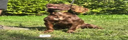 Cocker Spaniel dogs for sale: Tina - Fully Trained Pet Cocker Spaniel  - Advert 1