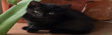 Mixed Breed Kitten 5