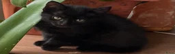 Mixed Breed cats for sale: 6 Lovely Kittens for sale  - Advert 36