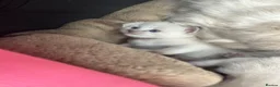 Ragdoll cats for sale: Ragdoll kittens  in Edinburgh - Advert 3