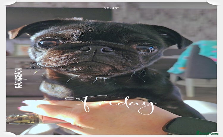 Pug dogs - Advert 1