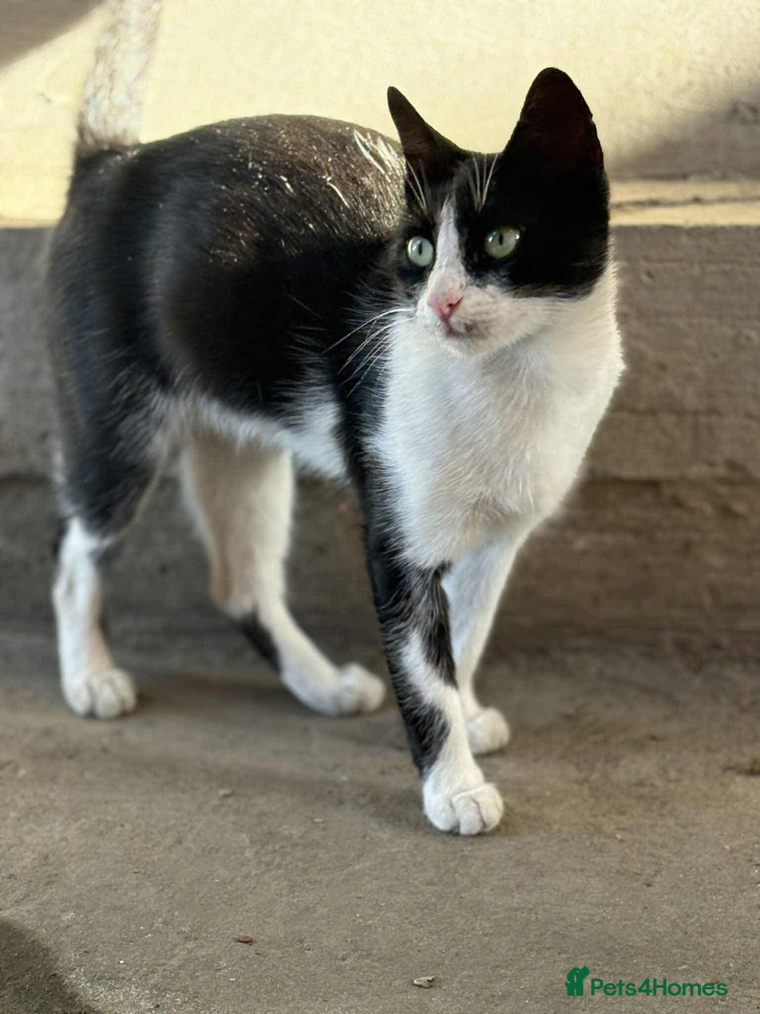 Mixed Breed cats for adoption: ☕ Moca ☕ is looking for her family!  - Image 4