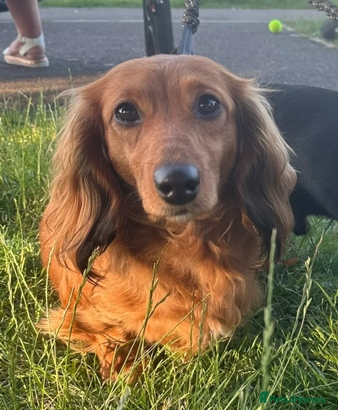 Miniature Dachshund dogs for sale: Long haired miniature dachshunds - Advert 13