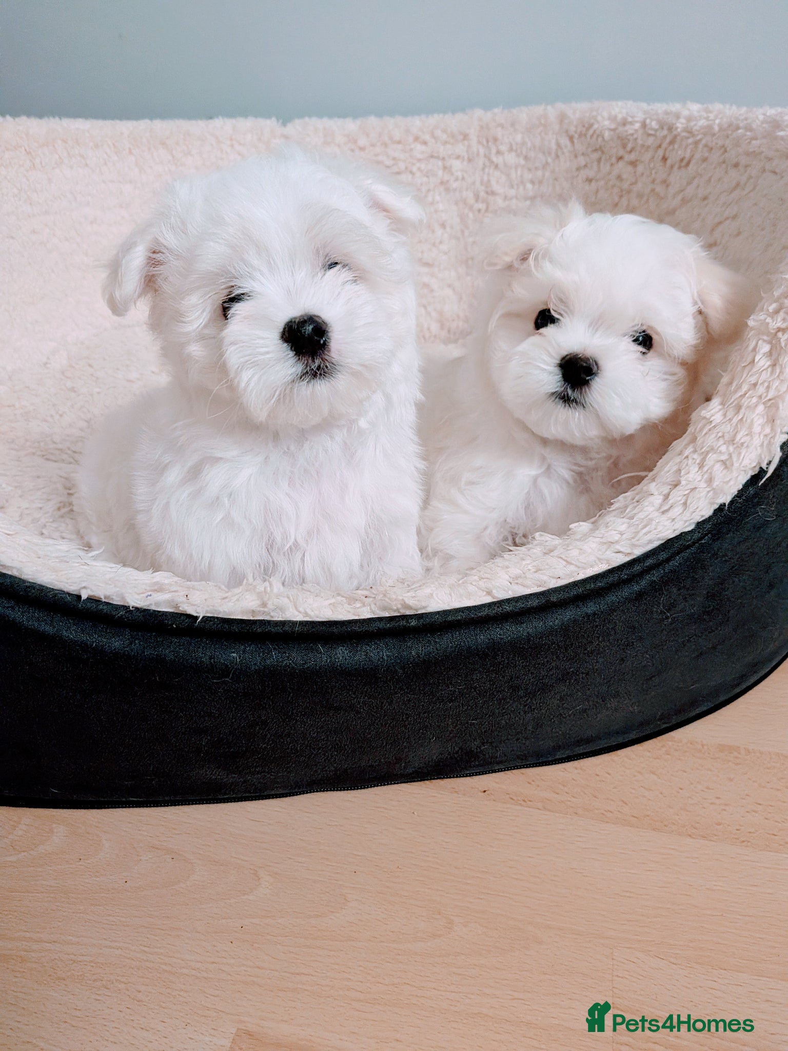 Maltese dogs Beautiful Tiny Maltese puppies  - Advert 1