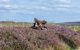 Cocker Spaniel dogs for stud: Working Chocolate & Tan Stud in Bedale - Image 10