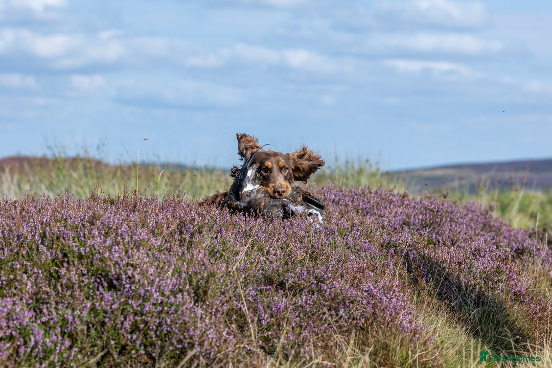 Cocker Spaniel dogs for stud: Working Chocolate & Tan Stud in Bedale - Image 10