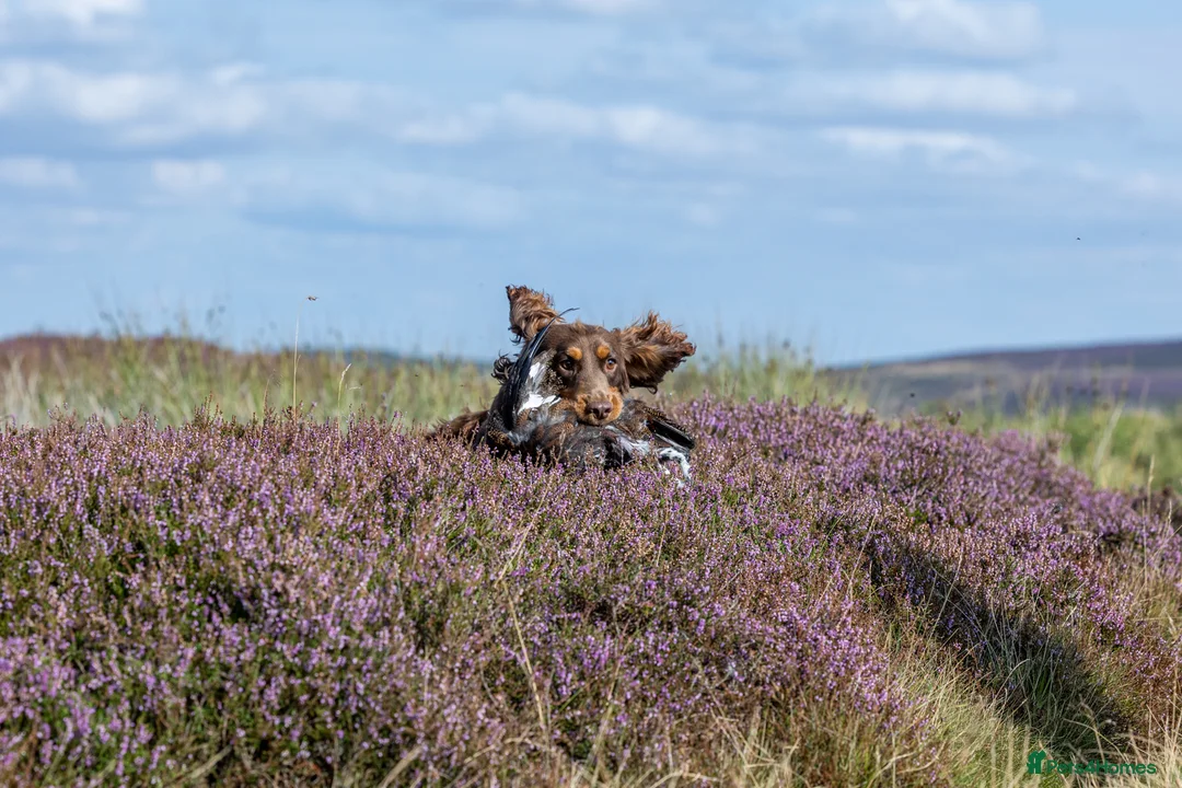 Cocker Spaniel dogs for stud: Working Chocolate & Tan Stud in Bedale - Advert 10