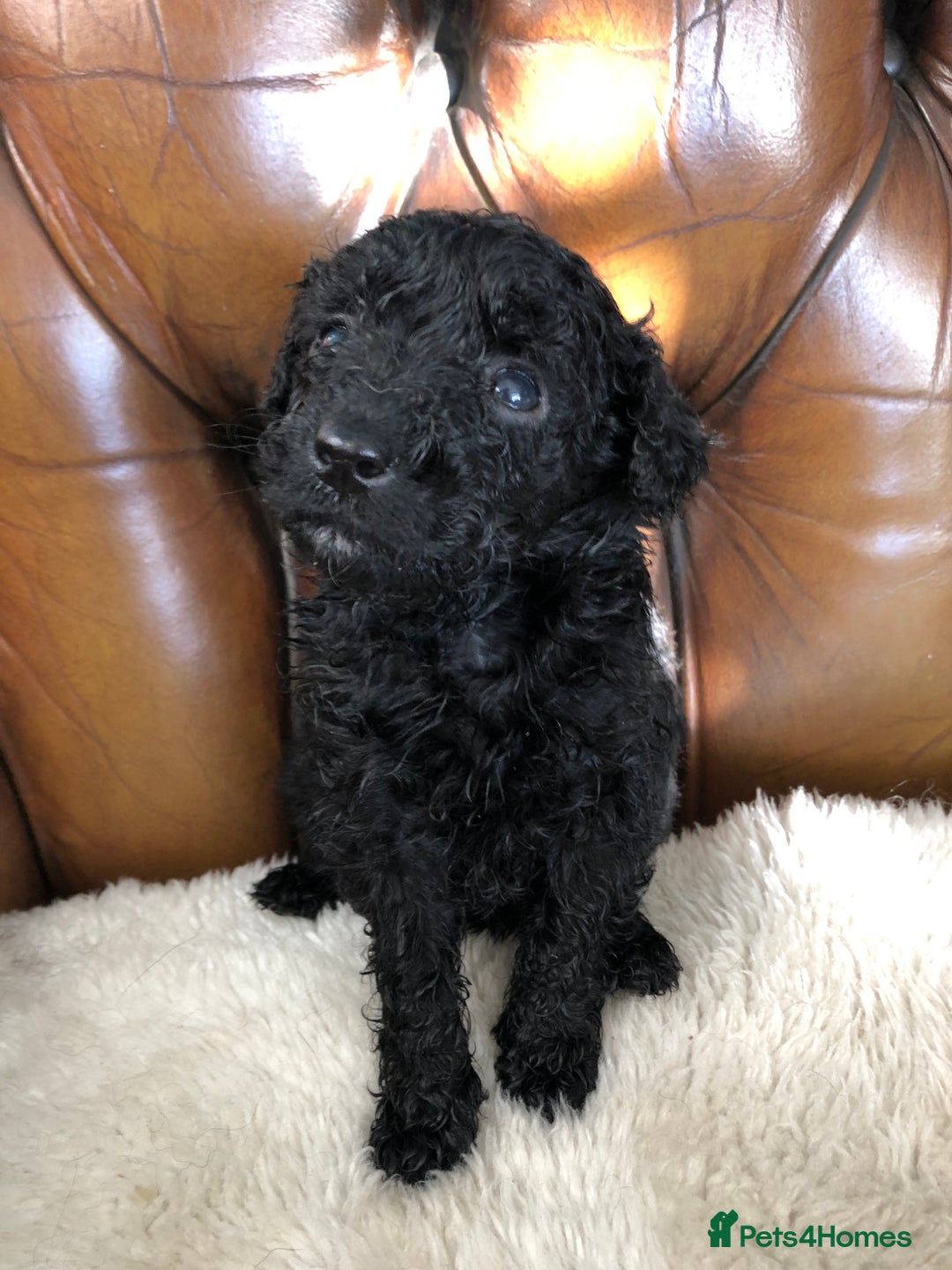 Labradoodle dogs for sale: Miniature Curly-Coated Teddybear Labradoodles  - Advert 26