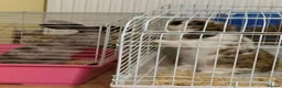 Mixed Breed rabbits for sale: Hugo and maddison in Newtown - Advert 1