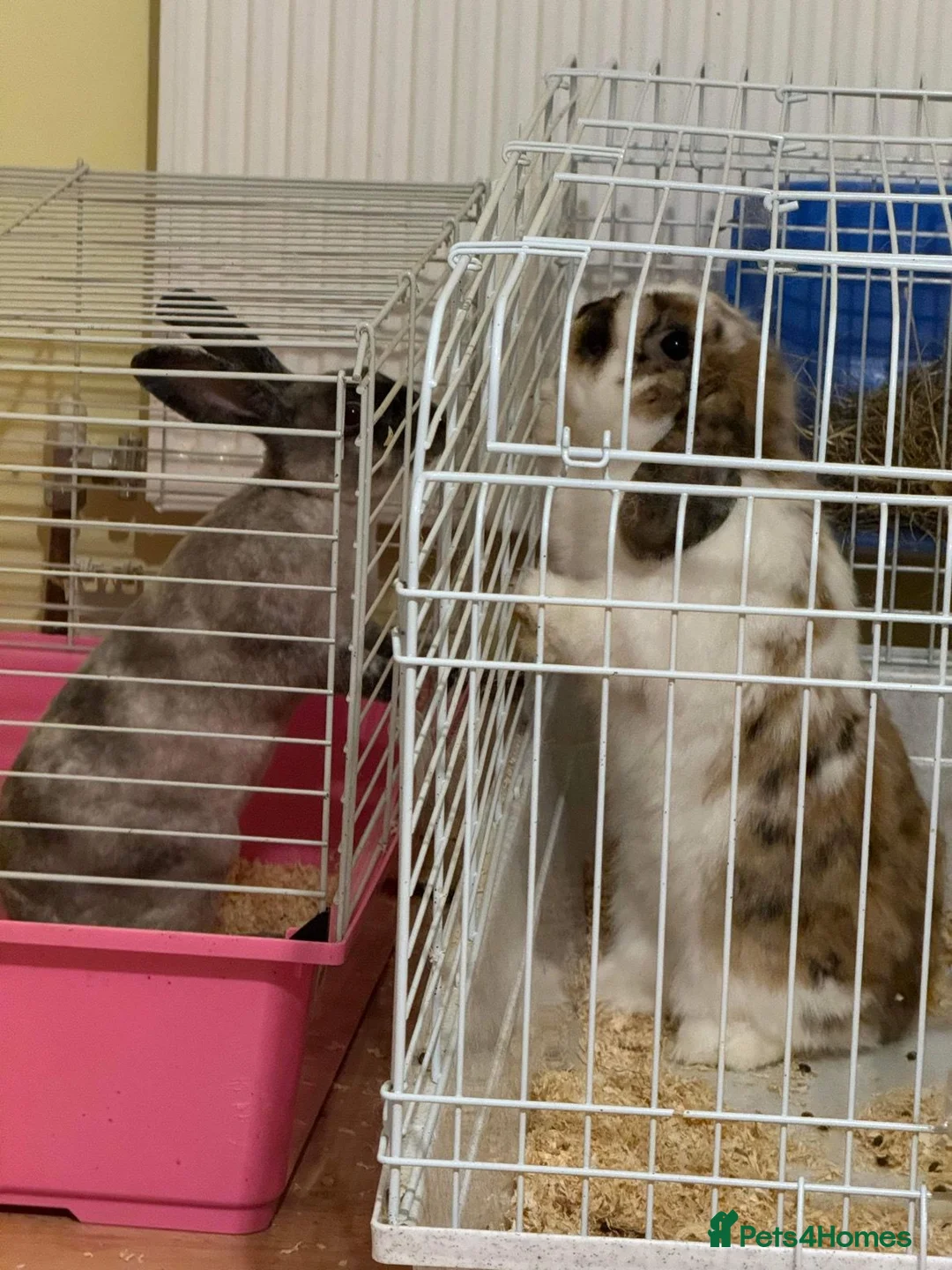 Mixed Breed rabbits for sale: Hugo and maddison in Newtown - Advert 1