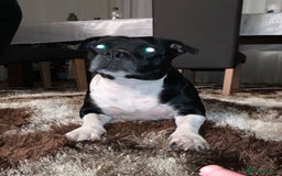 Staffordshire Bull Terrier dogs for sale: Beautiful Loyal Staffy Girl Needs Loving Home - Image 5