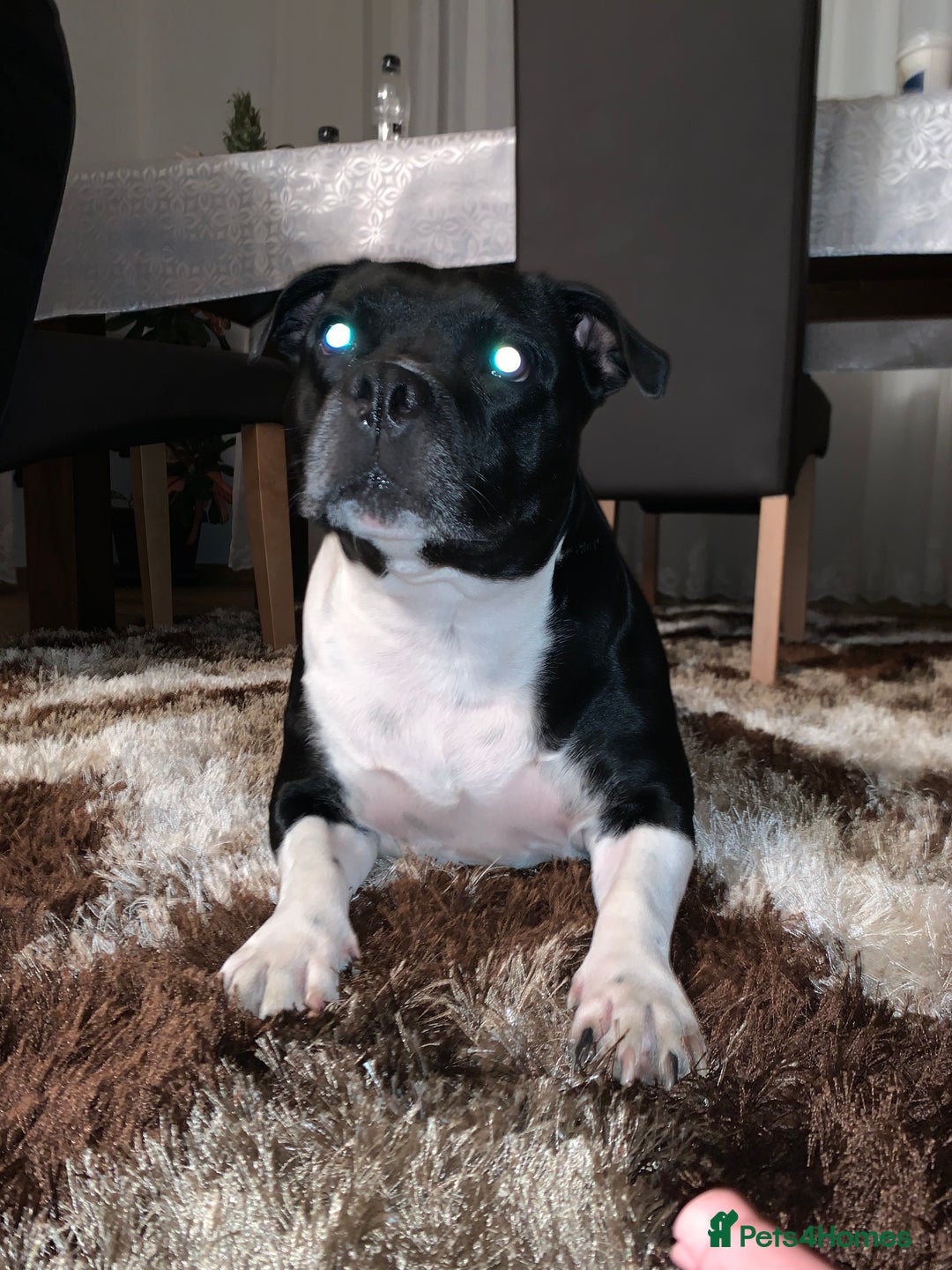 Staffordshire Bull Terrier dogs for sale: Beautiful Loyal Staffy Girl Needs Loving Home - Image 5