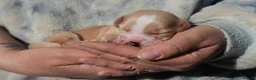 Cocker Spaniel dogs for sale: working cocker spaniel kc reg health tested. Lemon - Advert 12