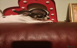 Chihuahua dogs for sale: KC Chihuahua puppies  - Image 19