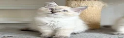 Ragdoll cats for sale: Ready Now - Lap Cat, Cuddly, Affectionate  - Advert 5