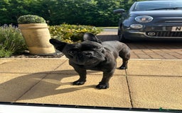 French Bulldog dogs for stud: 5 Generation Pedigree papers - Image 5