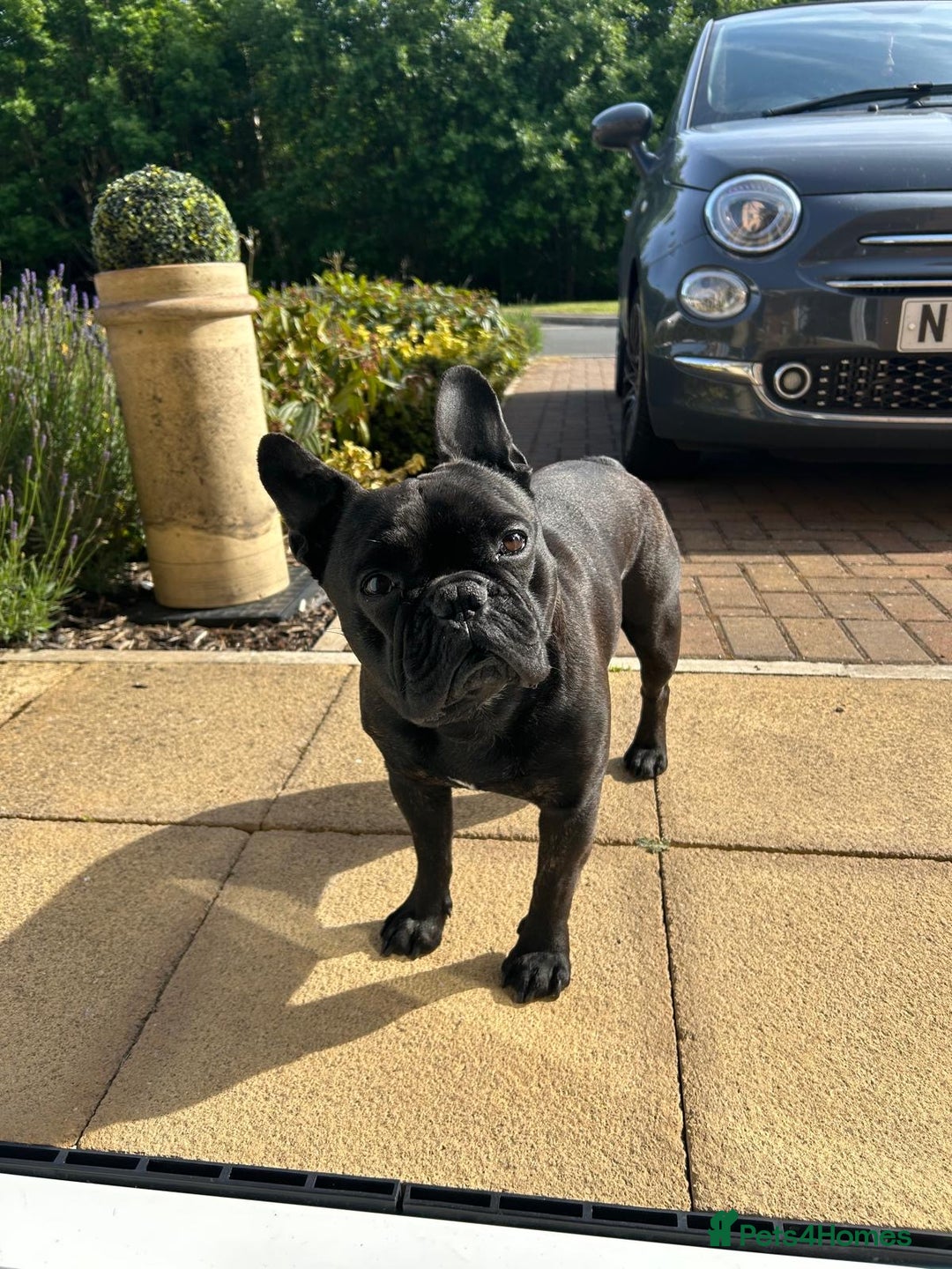 French Bulldog dogs for stud: 5 Generation Pedigree papers - Image 5