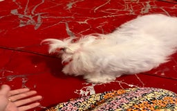 Maltese dogs for sale: Lolita is looking for a new loving family - Advert 9