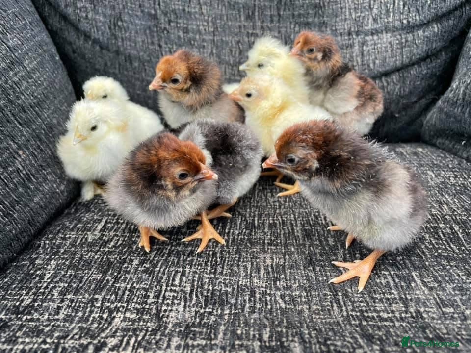 Chickens poultry Large Fowl and Bantam Hatching Eggs - Advert 2
