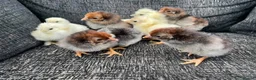 Chickens poultry for sale: Large Fowl and Bantam Hatching Eggs - Advert 1