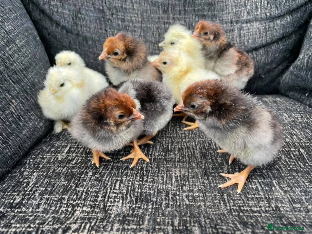 Chickens poultry for sale: Large Fowl and Bantam Hatching Eggs - Advert 1