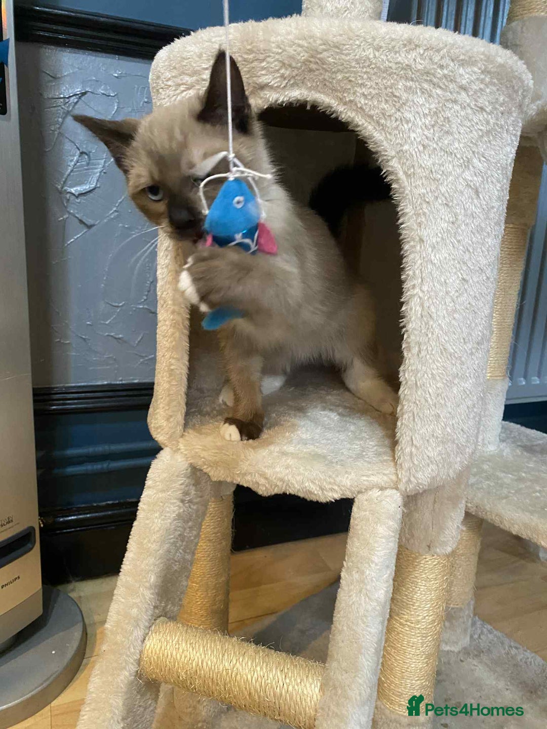 Mixed Breed cats for sale: Stunning munchkin girl available now - Image 3