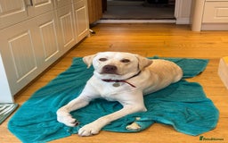 Labrador Retriever dogs for adoption: Gorgeous Lab for adoption  - Image 1