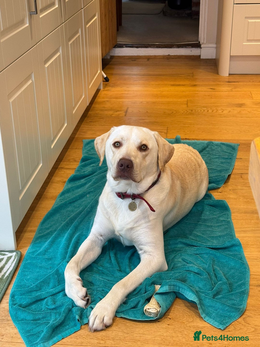 Labrador Retriever dogs for adoption: Gorgeous Lab for adoption  - Image 1