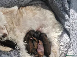 Chinese Crested dogs Powder puff puppies available - Advert 1