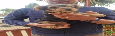 Yorkshire Terrier Puppy 4