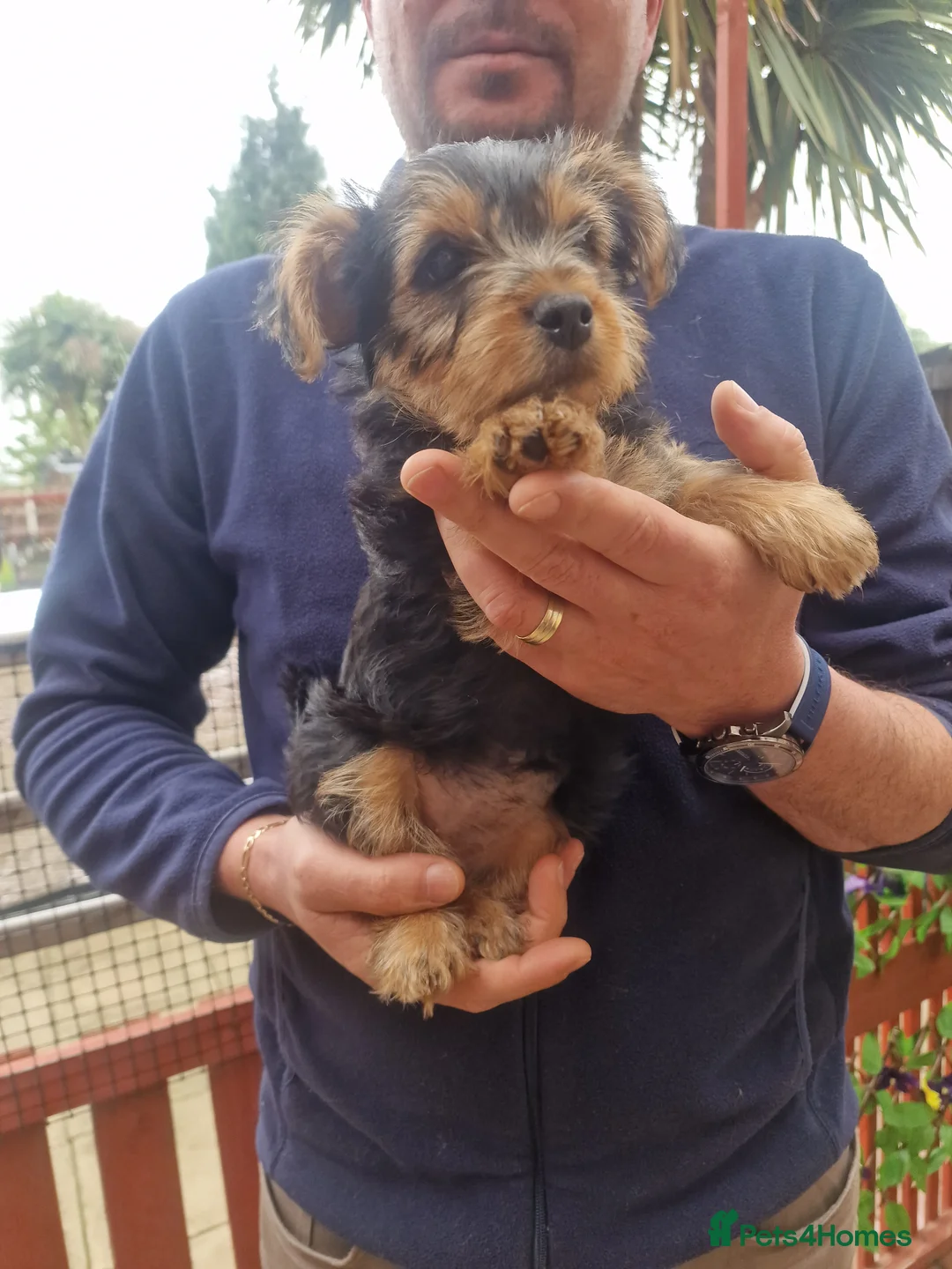 Yorkshire Terrier dogs for sale: 4 puppies left to sell - Advert 2