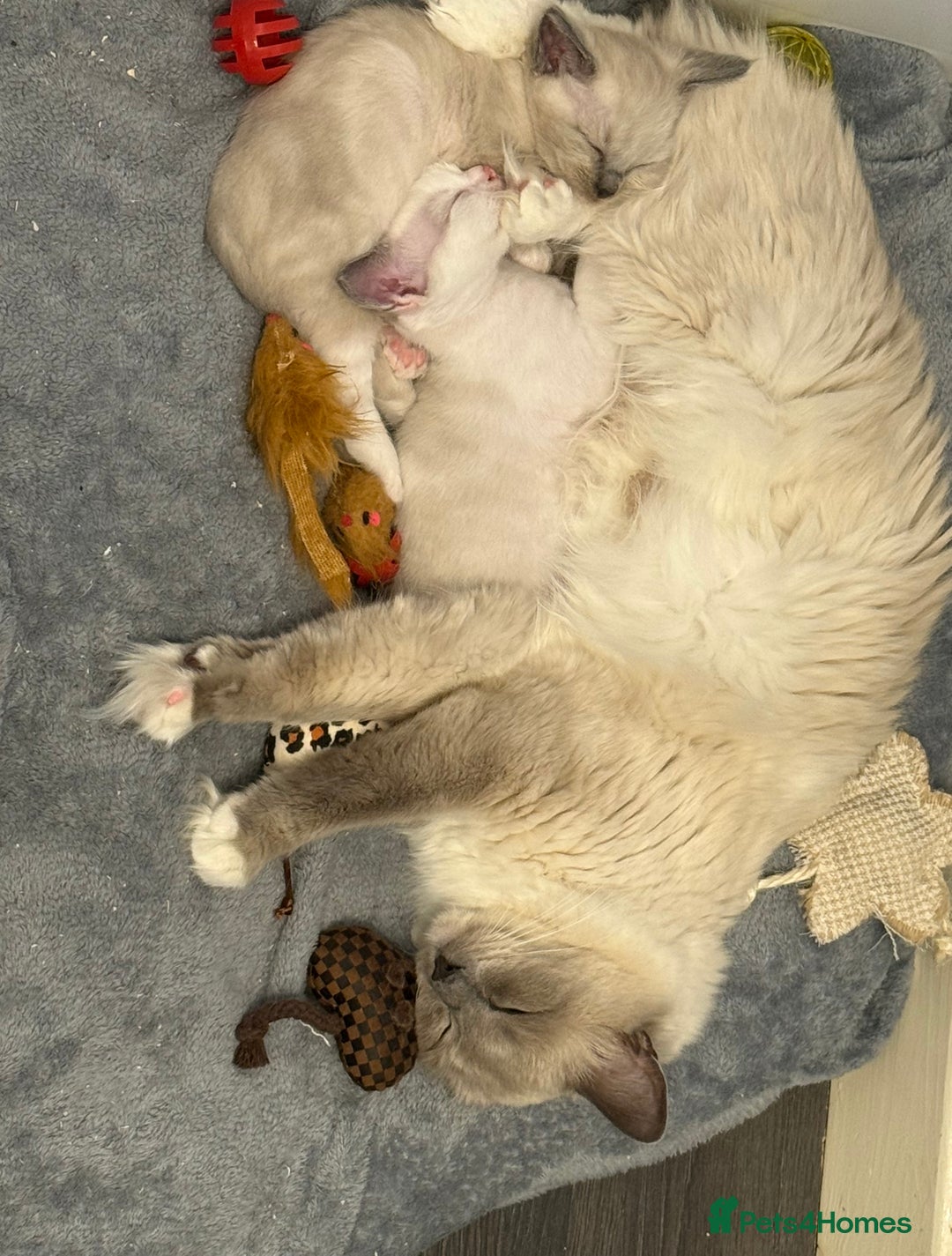 Ragdoll cats for sale: Ragdoll Kittens For Sale  - Image 5