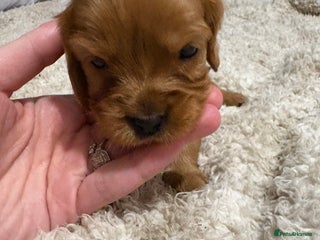 Mixed Breed dogs Ruby red cockaliers - Advert 5