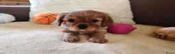 Cavalier King Charles Spaniel dogs for sale: Kc Beautiful puppies for sale. - Advert 15
