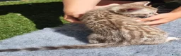 Bengal cats for sale: Beautiful TICA registered Bengal Kittens - Advert 10