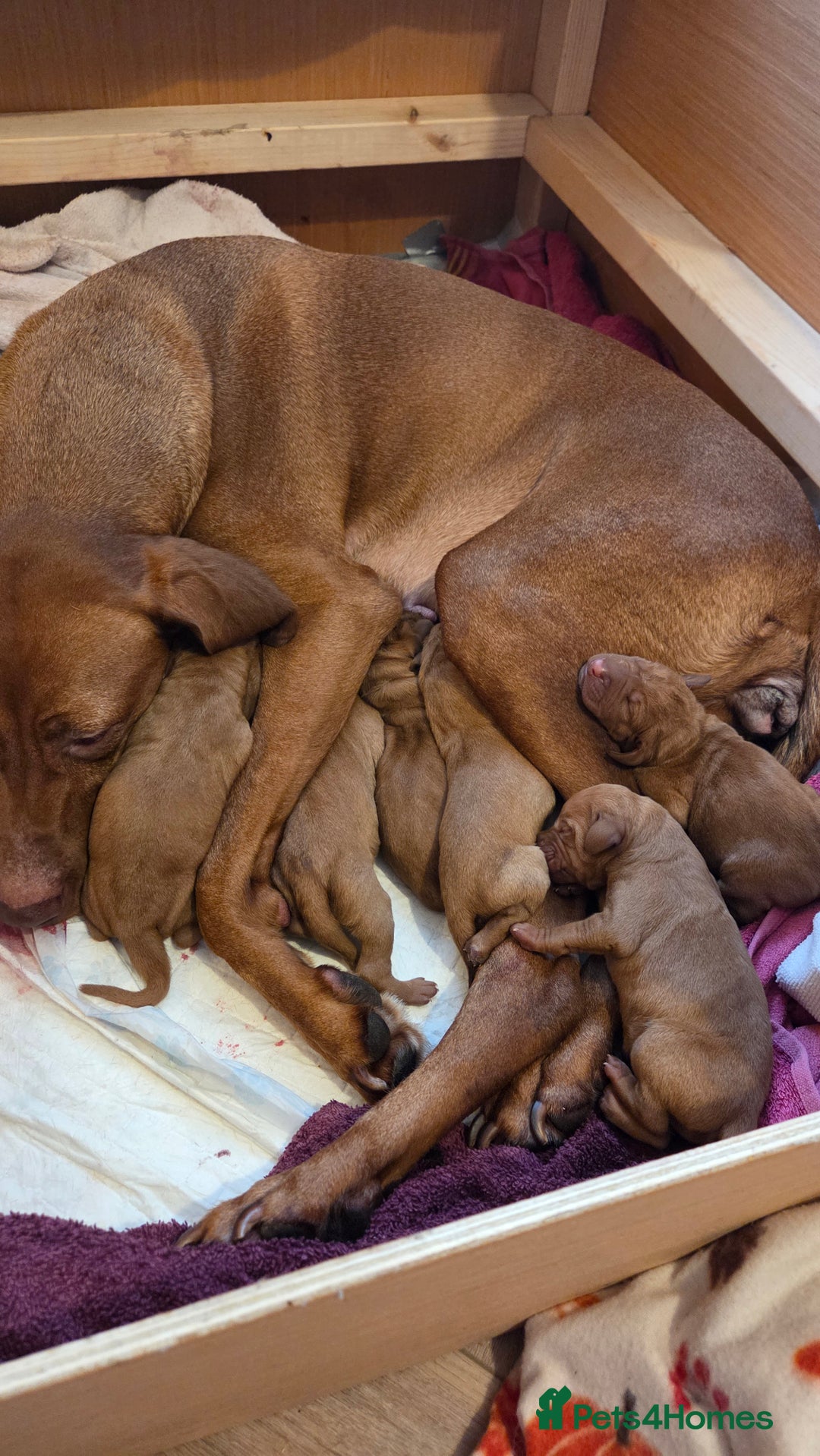 Hungarian Vizsla dogs for sale: Hungarian Vizsla Puppies, 5th generation pedigree - Advert 4