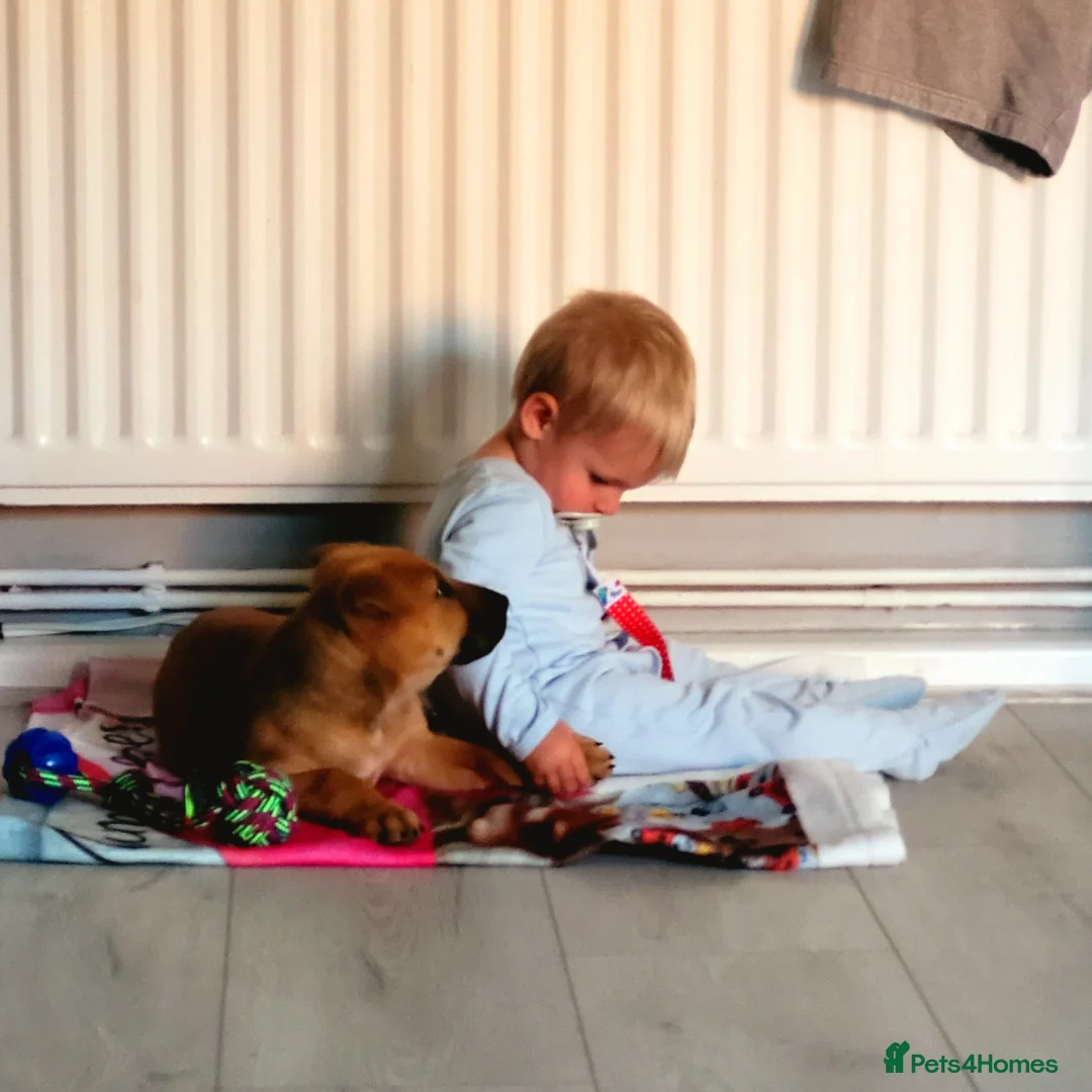 Mixed Breed dogs for sale: 2yr old Bull-chow Roxy - Advert 6