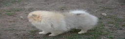 Pomeranian dogs for sale: Bentley – Beautiful Silver-Toned Pomeranian Boy 🐾 - Advert 33
