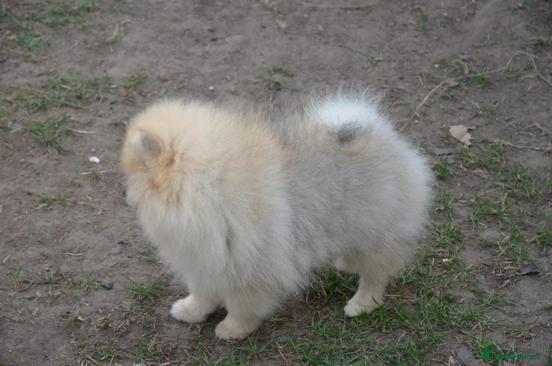 Pomeranian dogs for sale: Bentley – Beautiful Silver-Toned Pomeranian Boy 🐾 - Advert 33