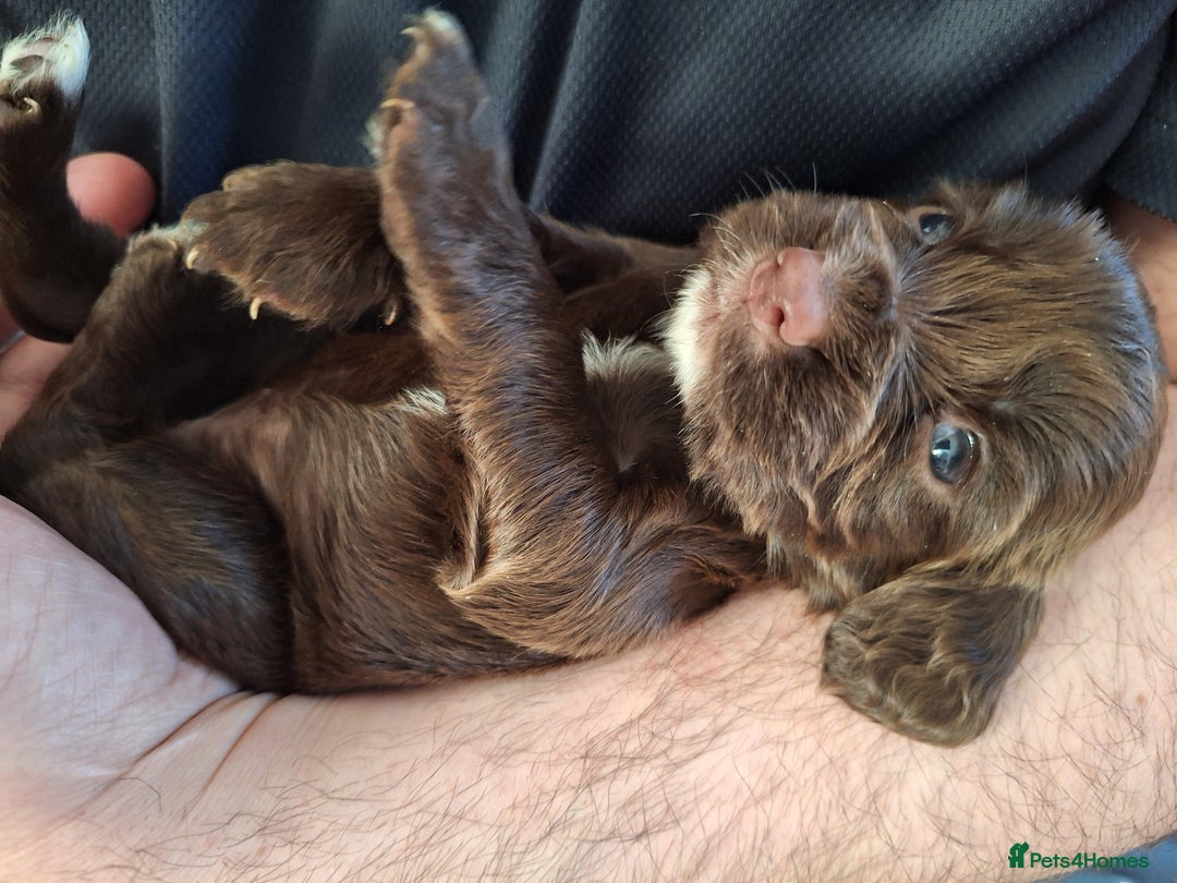 Cocker Spaniel dogs for sale: Stunning cocker spaniels for sale - Image 11